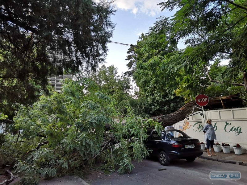 Дерево упало на автомобиль в курортной зоне Одессы (фото)