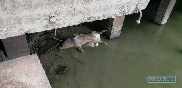 На юге Одесской области из реки Дунай вылавливают трупы зараженных чумой свиней