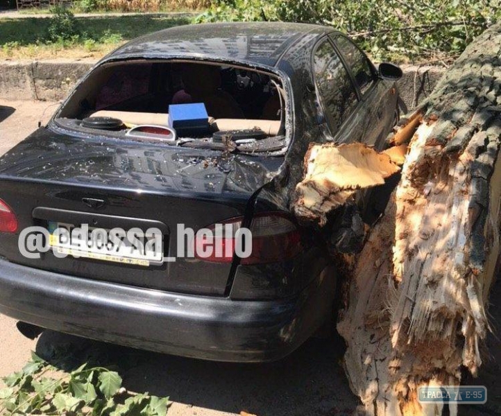 Еще несколько упавших от ветра деревьев раздавили припаркованные автомобили на одесских улицах