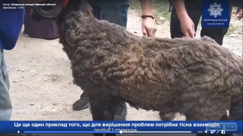 Одесская полиция вслед за конем поймала барана