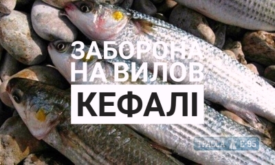 Рыбоохрана устанавливает запрет на вылов кефали в Одесской области