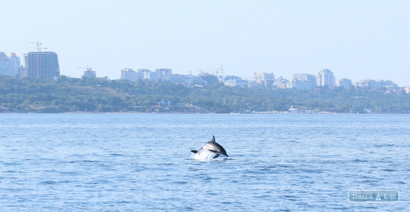 Ученые наблюдали за поведением дельфинов в Одесском заливе