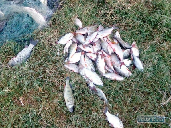 Одесские рыбинспекторы изъяли за один день работы 37 кг рыбы на 18 тыс. грн