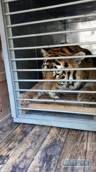 Амурский тигр поселится в одесском зоопарке