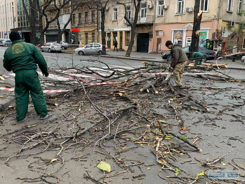Порывистый ветер повалил деревья в Одессе (фото)