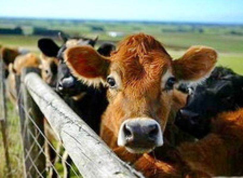 Аграрии Одесской области получат до 750 грн. за содержание молодняка крупного рогатого скота