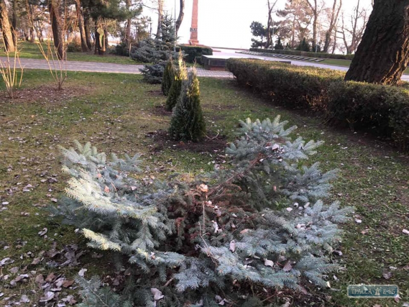 Камера наблюдения сняла вандалов, срезавших голубую ель в Одессе в парке Шевченко (видео)