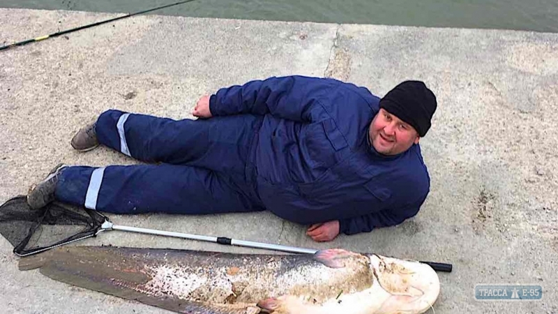 На Одесщине рыбаки поймали гигантского сома в человеческий рост (фото)