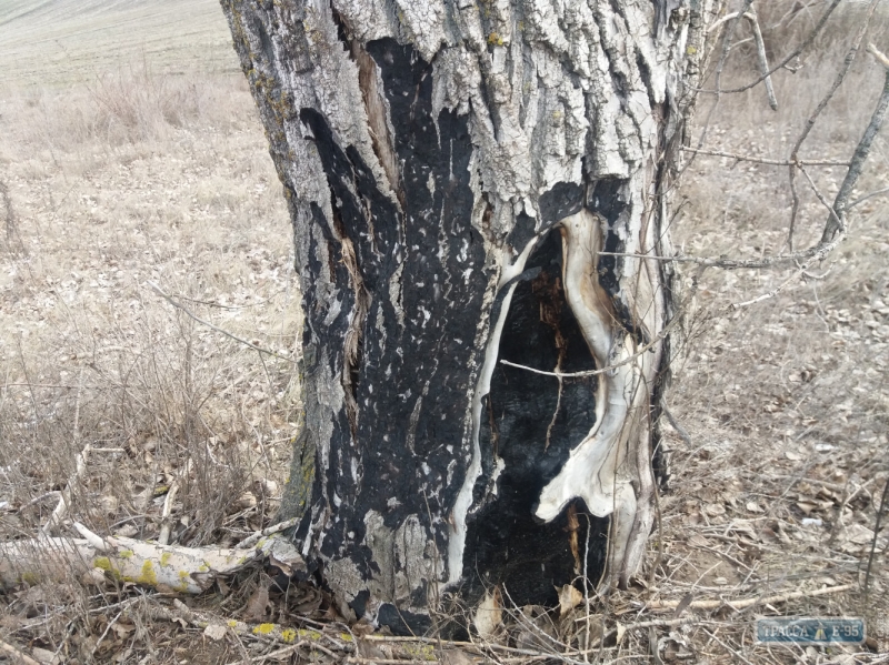Незаконная вырубка лесополос процветает в Одесской области