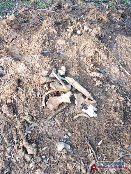 В Преображенском парке при строительных работах раскопали человеческие кости