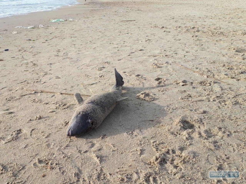 На пляж в Одессе выбросило мертвого дельфина