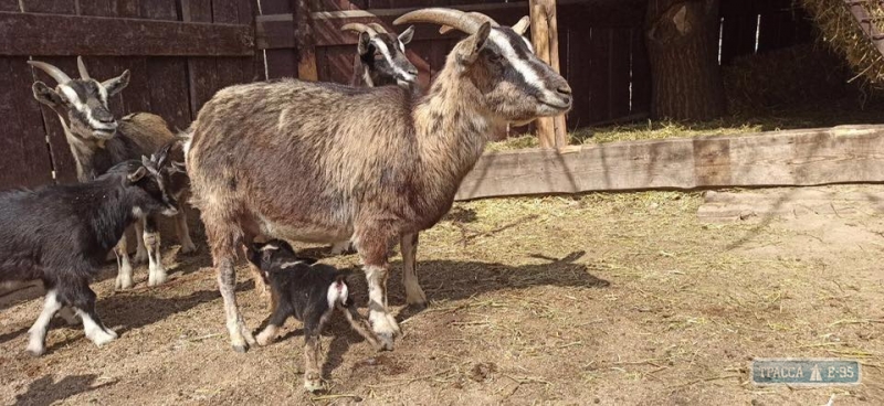 Камерунский козленок родился в Одесском зоопарке