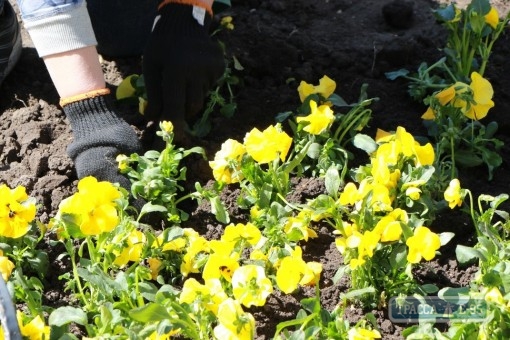 Коммунальные службы Одессы приступили к высаживанию цветов и благоустройству города