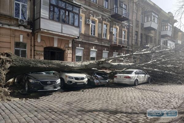 Одесситка отсудила у мэрии 6 тыс. долларов за раздавившее ее авто дерево