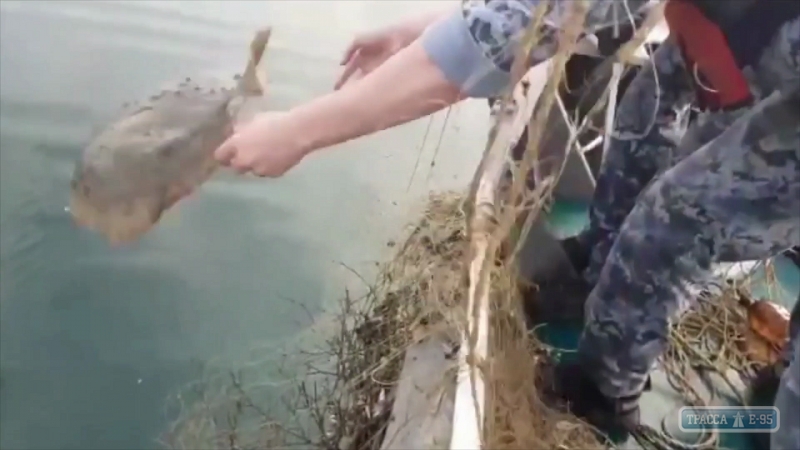 В акватории Черного моря пограничники обнаружили браконьерские сети километровой длины (видео)