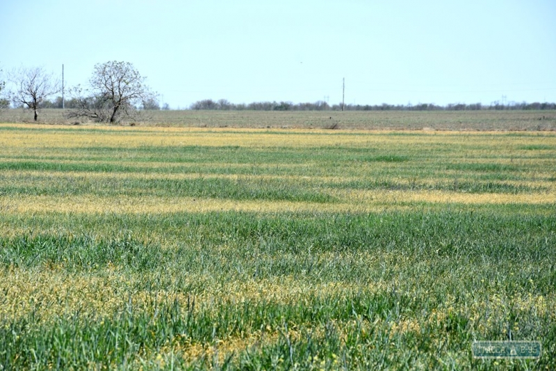 Засуха уничтожила большую часть урожая на юге Одесской области