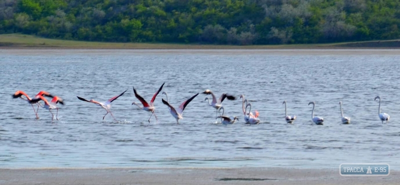 Розовые фламинго были замечены в Одесской области