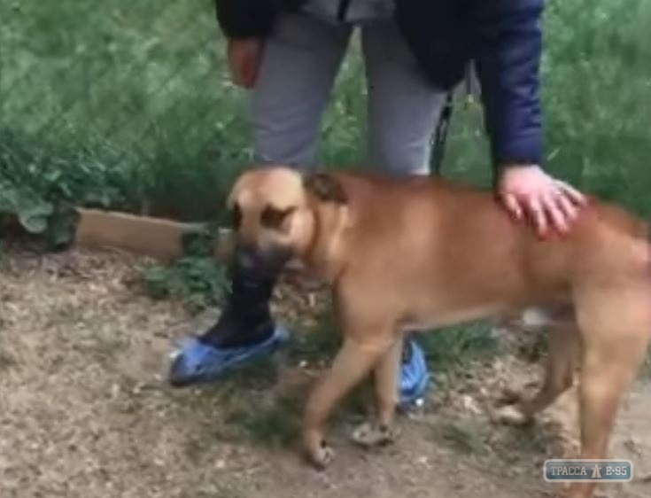 Зоозащитники взяли под опеку раненого полицейским пса. Видео