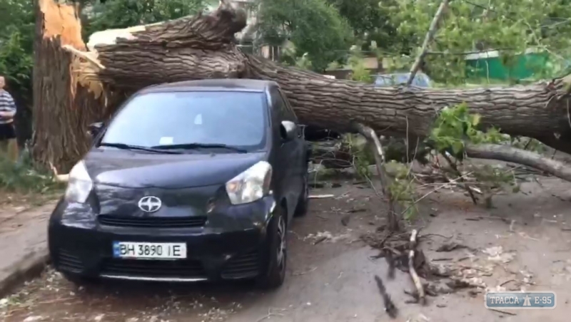 Дерево рухнуло на машину в Одессе