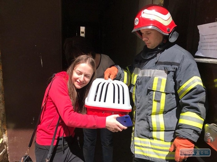 Одесские спасатели обнаружили домашнего кота при разборе завалов здания 