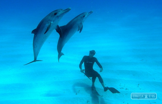 Дельфины атаковали туриста на курорте в Одесской области