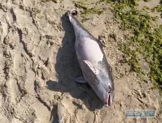 Дельфин погиб в Одессе возле танкера Delfi. Видео