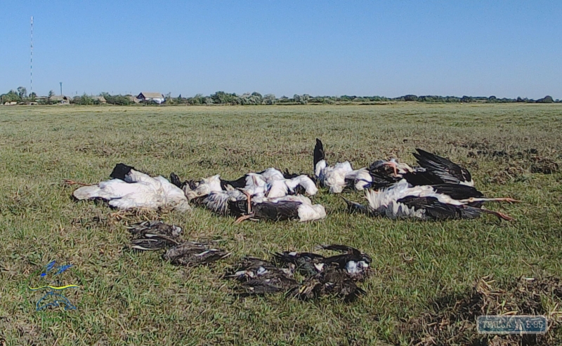 Несколько сотен птиц погибли во время сильного града, который обрушился на Татарбунарский район
