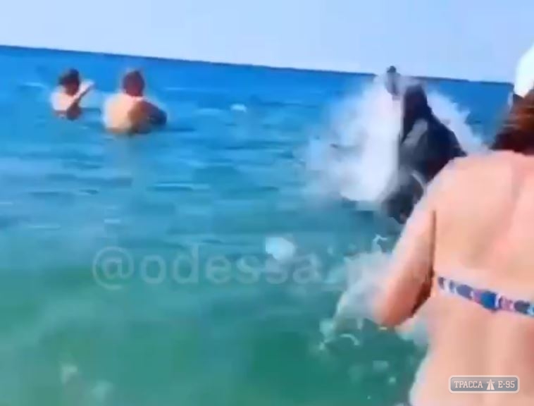Стая дельфинов играла с людьми на пляже в Одесской области. Видео