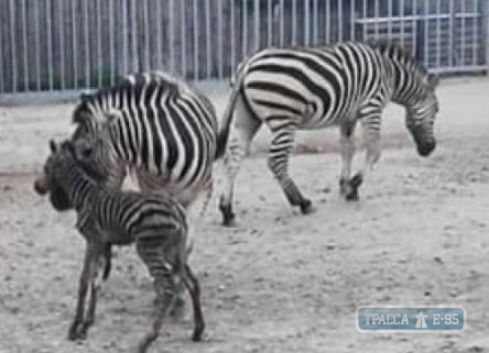 Зебренок родился в Одесском зоопарке. Видео