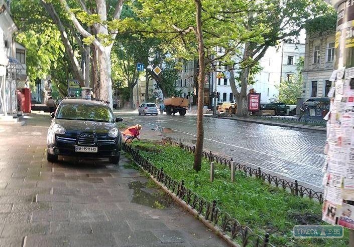 Одесские коммунальщики собираются засадить Пушкинскую колючими растениями для борьбы с собаками