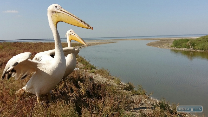 Два пеликана, развлекавшие посетителей ресторана в Одесской области, выпущены на волю. Видео