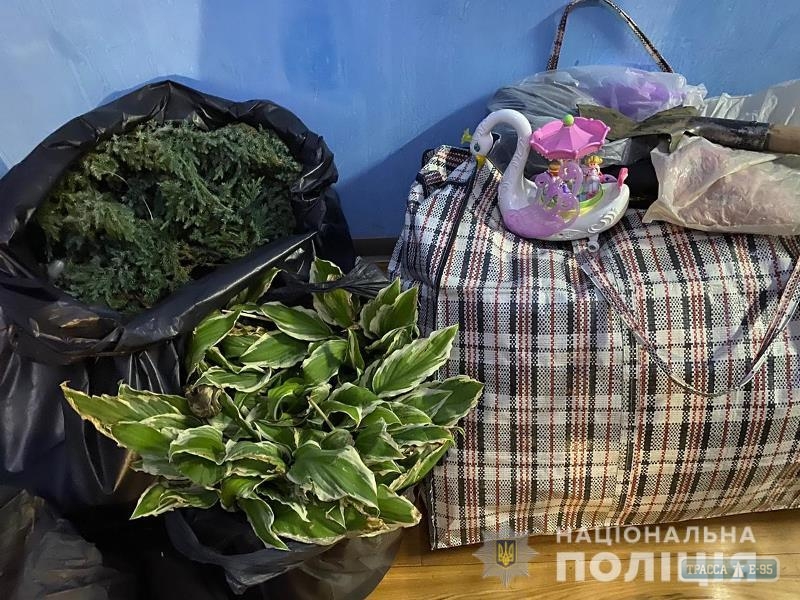 Одесситы выкапывали декоративные растения в соседнем городе