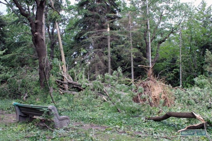 Одесский ботанический сад так и не получил средства на восстановление после урагана