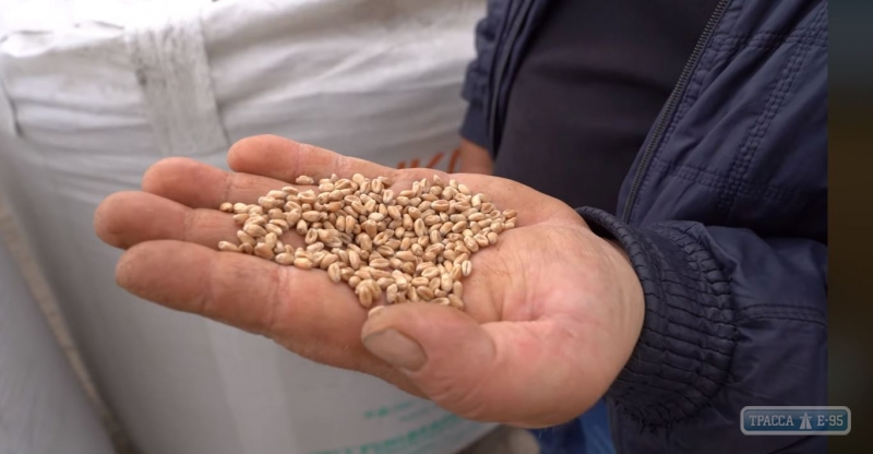Фермеры Украины отправили коллегам в Одесскую область 125 тонн зерна на посевную. Видео