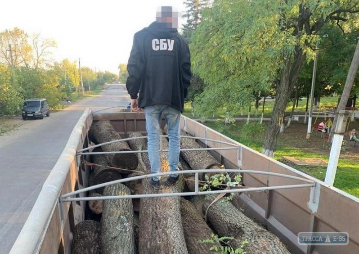 Лесники в Одесской области за взятки продавали дуб по цене дров