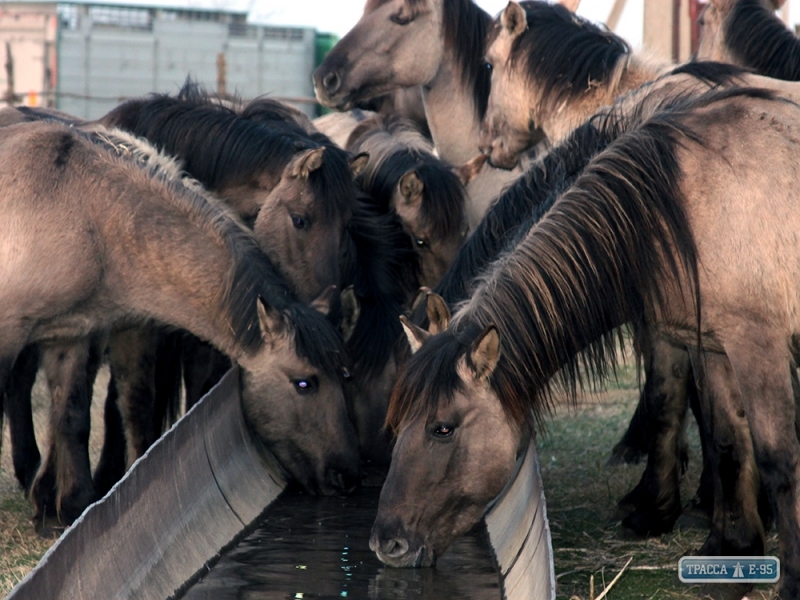 Экологи завезли еще сорок диких лошадей из Латвии в Одесскую область