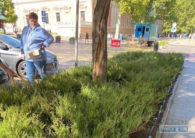 4 тыс. кустов можжевельника украсят в Одессе улицу Пушкинскую