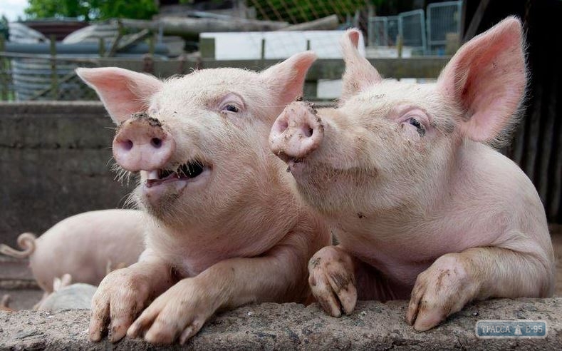 Вспышка африканской чумы свиней произошла на севере Одесской области