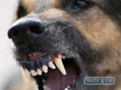 Мужчина натравил собаку на наряд полиции в Одесской области 