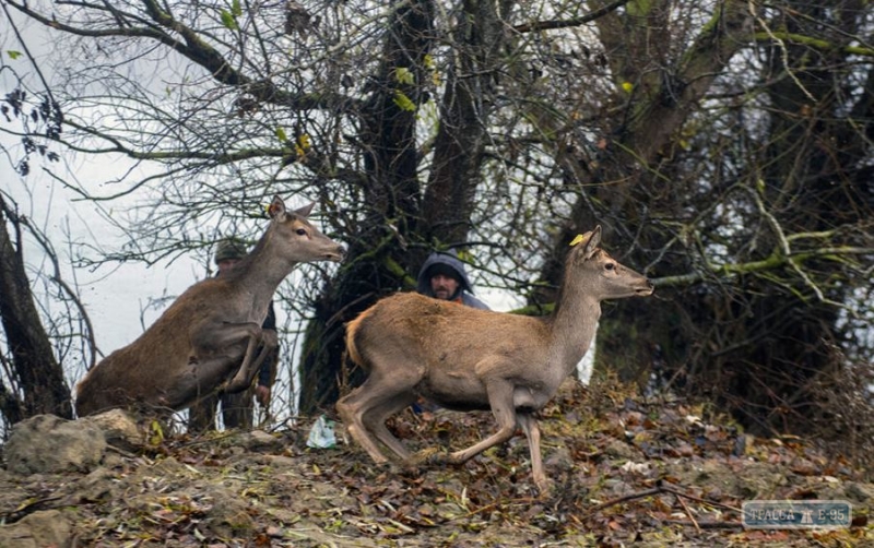 Благородные олени и лани поселились на острове в Одесской области. Видео