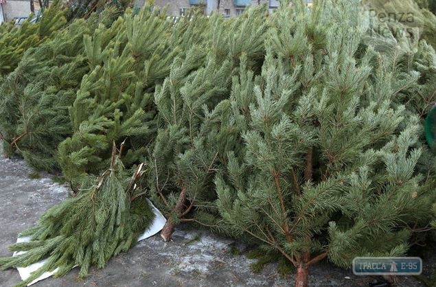 Мэрия Одессы разработала методы борьбы со свалками новогодних елок