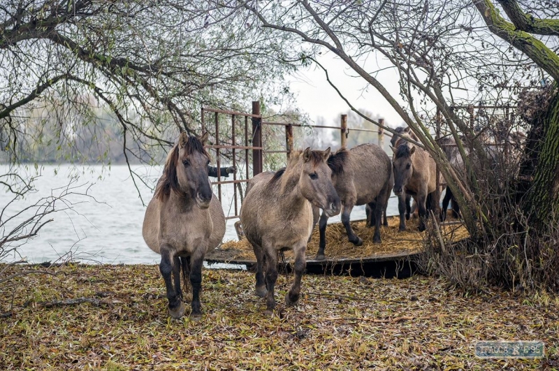 Табун диких тарпановидных лошадей из Латвии поселился в дельте Дуная. Видео 