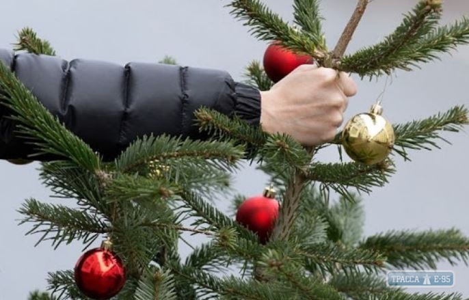 Акция по сбору новогодних елок началась в Одессе