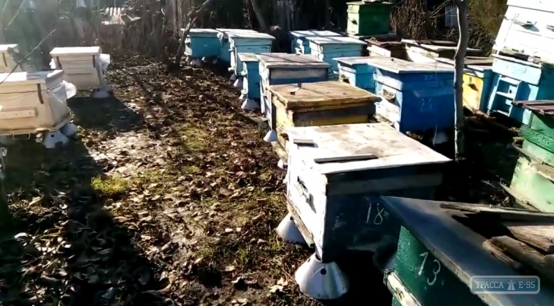 Пчелы проснулись в Одесской области. Видео