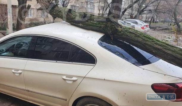 Дерево рухнуло на автомобиль в Одессе