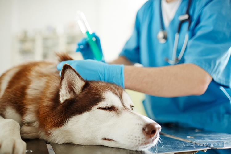 Ветеринары проведут бесплатную вакцинацию животных от бешенства в Киевском районе Одессы