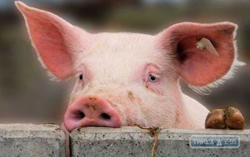 Вспышка африканской чумы свиней зафиксирована в Одесской области 