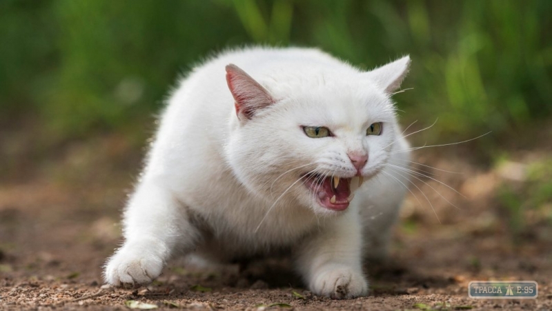 Специалисты подтвердили два случая бешенства у кошек в Одессе