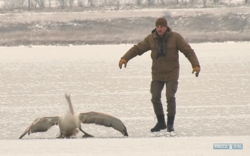 Неравнодушные спасли кудрявого пеликана на берегу Тилигульского лимана