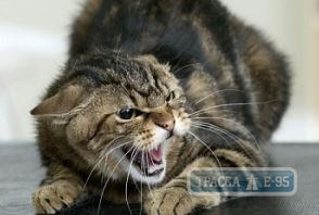 Бешенство обнаружено у домашней кошки в Одессе